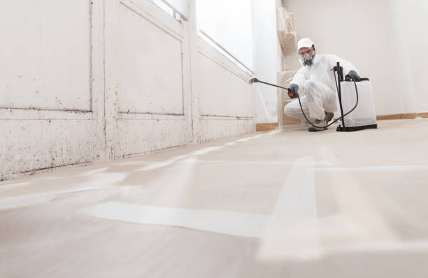 24/7 Emergency Black Mold Remediation experts in Fennville, MI