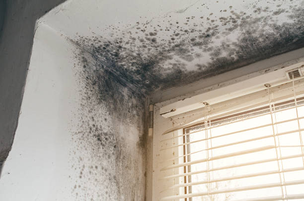 Affordable Black Mold Remediation solutions in Fennville, MI